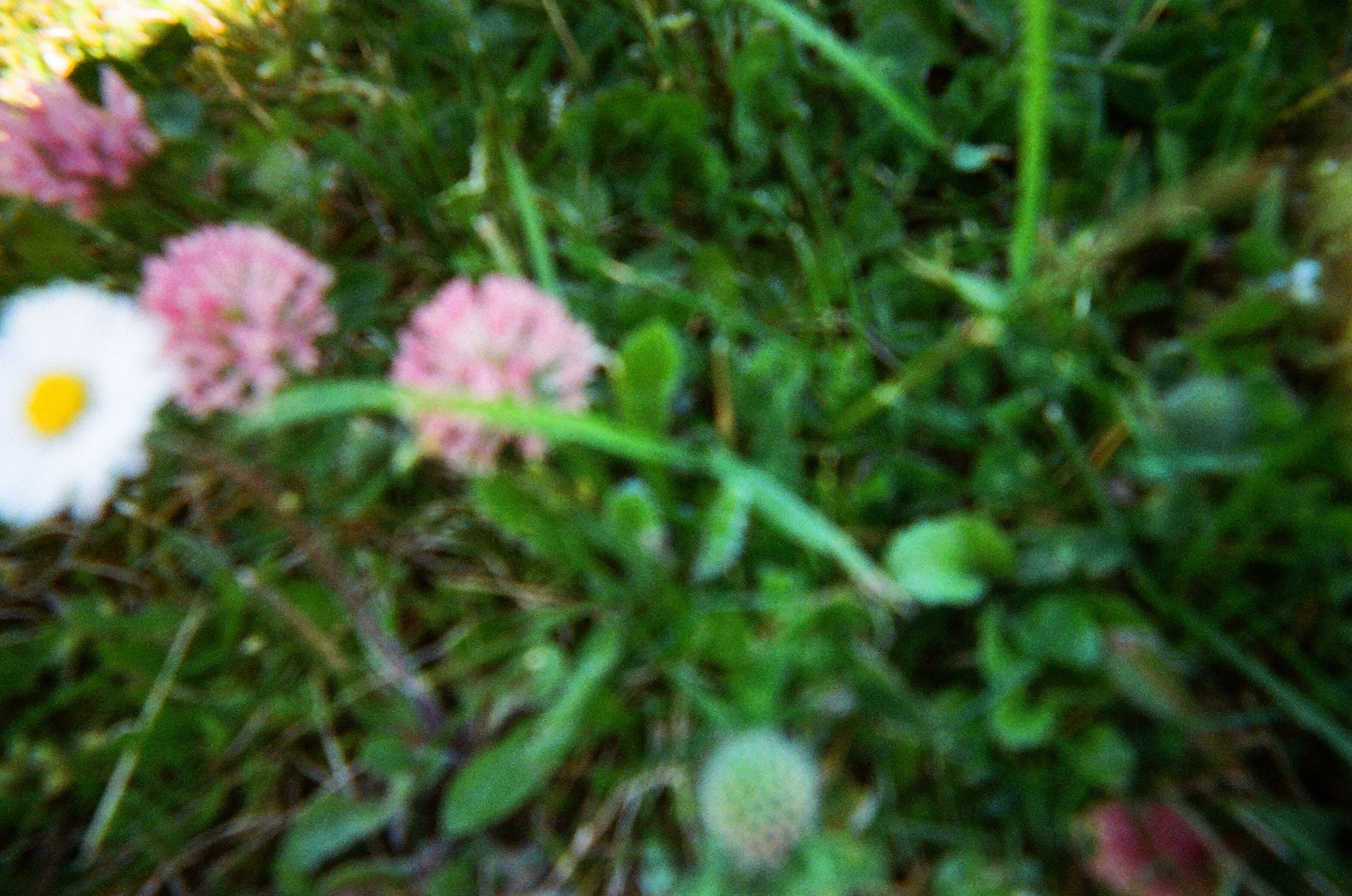 Wildflowers